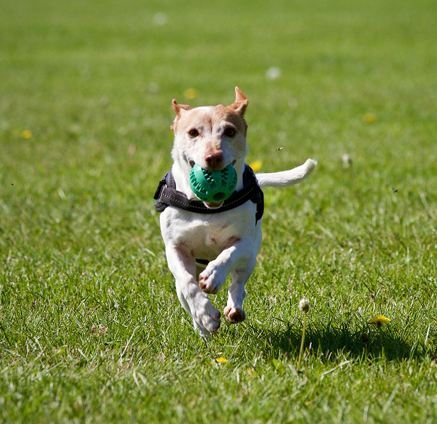 dog-running-with-ball